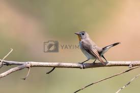 Image result for Ficedula albicilla