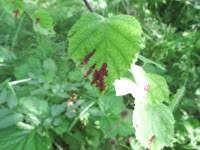 Attēlu rezultāti vaicājumam “Acalitus longisetosus”