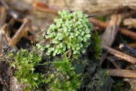 Attēlu rezultāti vaicājumam “Riccia sorocarpa”