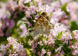 Attēlu rezultāti vaicājumam “Carcharodus floccifera”