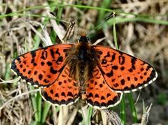 Attēlu rezultāti vaicājumam “Melitaea didyma underside”