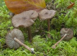 Attēlu rezultāti vaicājumam “Inocybe lanuginosa”