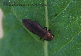 Attēlu rezultāti vaicājumam “Calodromius spilotus”