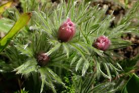 Attēlu rezultāti vaicājumam “Pulsatilla vulgaris”