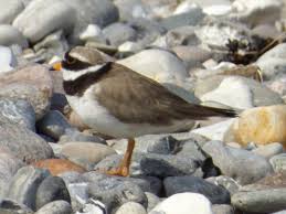 Attēlu rezultāti vaicājumam “Charadrius hiaticula adult”