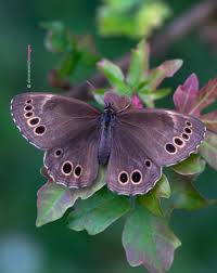 Attēlu rezultāti vaicājumam “Lopinga achine upperside”