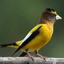 Image result for Hesperiphona vespertina