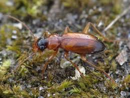 Attēlu rezultāti vaicājumam “Leistus terminatus”