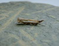 Attēlu rezultāti vaicājumam “Crambus hamella”