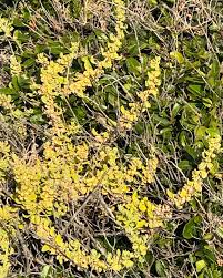 Attēlu rezultāti vaicājumam “Danthonia decumbens fruit”