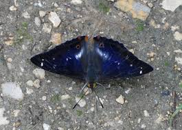 Attēlu rezultāti vaicājumam “Apatura iris male”