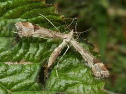 Attēlu rezultāti vaicājumam “Platyptilia gonodactyla”