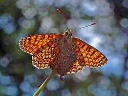 Attēlu rezultāti vaicājumam “Melitaea cinxia upperside”
