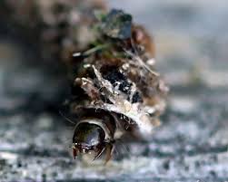 Attēlu rezultāti vaicājumam “Taleporia tubulosa”