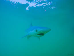 Image result for Rhizoprionodon longurio