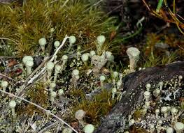 Attēlu rezultāti vaicājumam “Cladonia fimbriata”