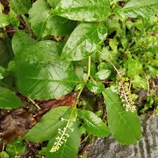 Attēlu rezultāti vaicājumam “Phytolacca acinosa leaf”