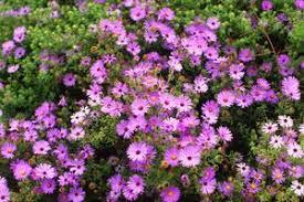 Image result for Aster