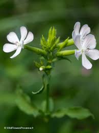 Attēlu rezultāti vaicājumam “Saponaria officinalis leaf”