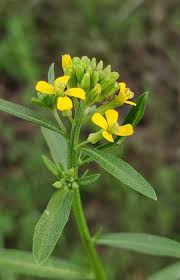 Attēlu rezultāti vaicājumam “Erysimum hieracifolium”