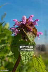 Attēlu rezultāti vaicājumam “Lamium purpureum flower”