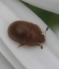 Attēlu rezultāti vaicājumam “Cychramus luteus”