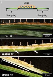 Attēlu rezultāti vaicājumam “Diprion pini”