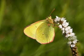 Attēlu rezultāti vaicājumam “Colias palaeno male”