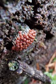 Attēlu rezultāti vaicājumam “Heterotrichia ferruginea (syn. Arcyria ferruginea)”