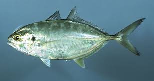 Image result for Caranx crysos