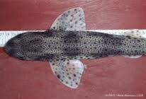 Image result for Scyliorhinus canicula