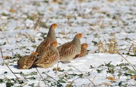 Attēlu rezultāti vaicājumam “Perdix perdix”