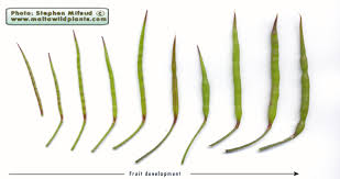 Attēlu rezultāti vaicājumam “Raphanus raphanistrum fruit”