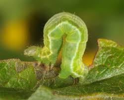 Attēlu rezultāti vaicājumam “Anticollix sparsata”