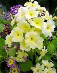 Attēlu rezultāti vaicājumam “Primula x margotae”