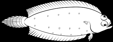 Image result for Glyptocephalus cynoglossus