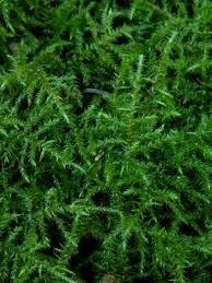 Attēlu rezultāti vaicājumam “Rhytidiadelphus subpinnatus sporophyte”