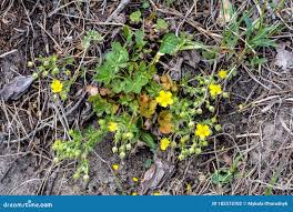 Attēlu rezultāti vaicājumam “Potentilla arenaria flower”