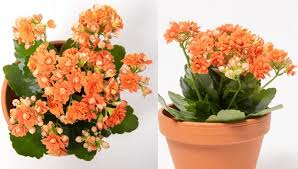 Image result for Kalanchoe blossfeldiana
