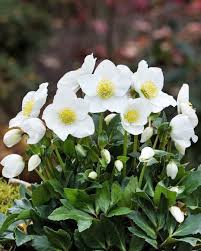 Attēlu rezultāti vaicājumam “Helleborus niger flower”