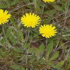 Attēlu rezultāti vaicājumam “Pilosella officinarum bud”