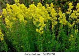 Attēlu rezultāti vaicājumam “Galium verum leaf”