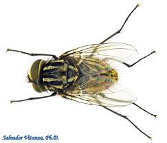 Attēlu rezultāti vaicājumam “Muscidae”