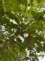 Attēlu rezultāti vaicājumam “Corynephorus canescens fruit”