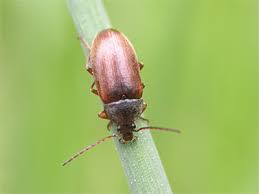 Attēlu rezultāti vaicājumam “Isomira murina”