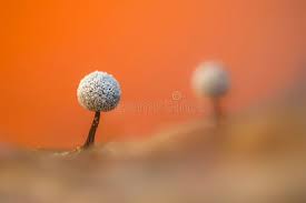 Attēlu rezultāti vaicājumam “Diderma cinereum macro”