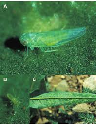 Attēlu rezultāti vaicājumam “Empoasca sp.”