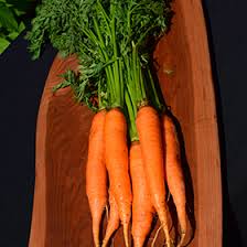 Attēlu rezultāti vaicājumam “Daucus sativus”