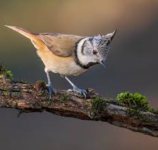 Attēlu rezultāti vaicājumam “Lophophanes cristatus”