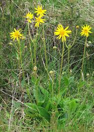 Image result for Arnica montana